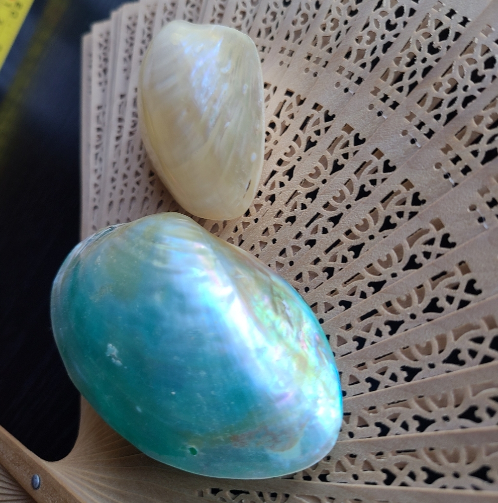 Elegant SeaShells 2 Total